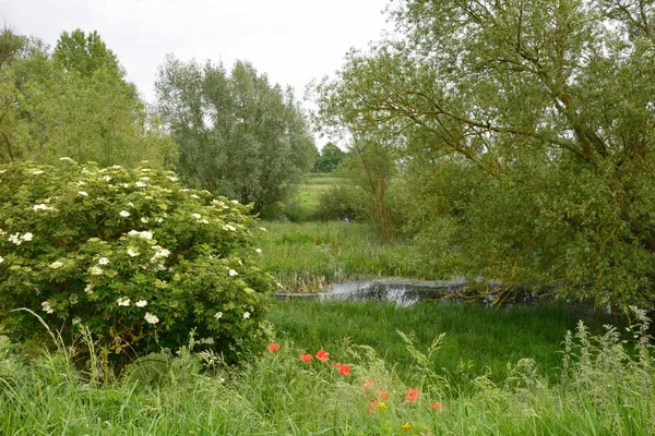 Riserva naturale Baston Fen — Foto Stock