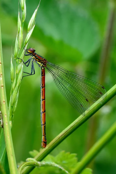 Kırmızı kızböceği (Pyrrhosoma nymphula) istirahat — Stok fotoğraf