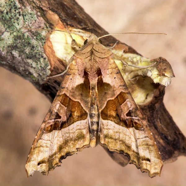 Argyresthia goedartella micro mariposas acasalamento — Fotografia de Stock