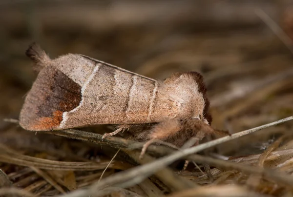 Argyresthia goedartella micro mariposas acasalamento — Fotografia de Stock