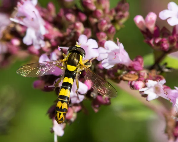 Argyresthia goedartella micro mariposas acasalamento — Fotografia de Stock