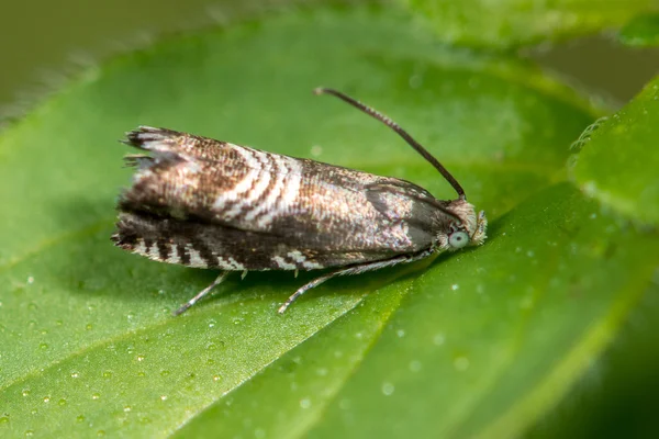 Argyresthia goedartella micro vlinders en paring — Stockfoto