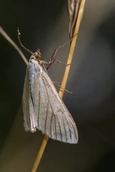 Argyresthia goedartella micro moths mating — Stock Photo, Image