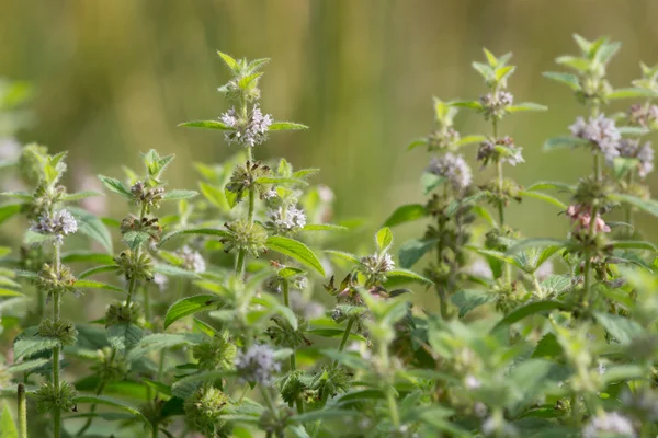 Кукурузная мята (Mentha arvensis) в цвету — стоковое фото