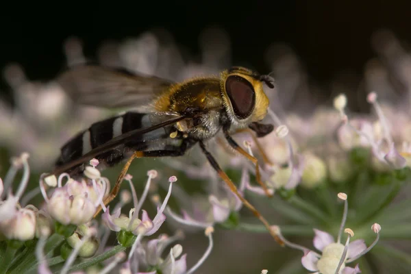 Leucozona glaucia hoverfly på jättelokan blomma — Stockfoto