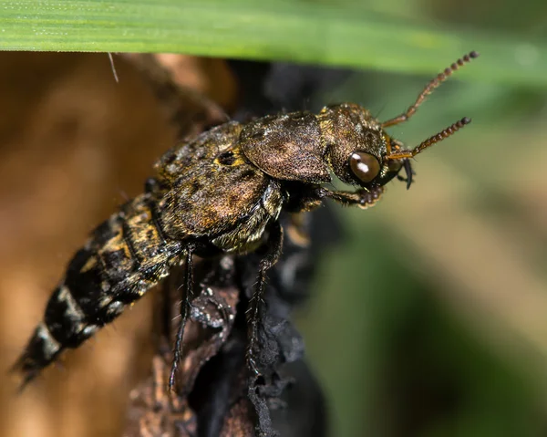 Ontholestes murinus Escarabajo del rove — Foto de Stock