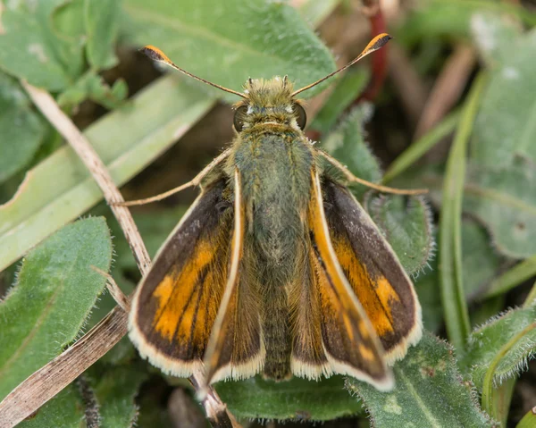 Silver-spotted skipper (Hesperia comma) from above — Stock Photo, Image