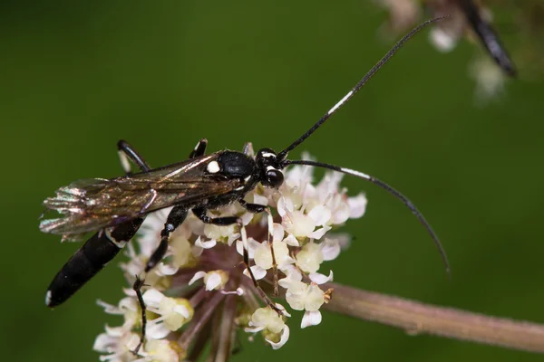 Achaius oratorius ichneumon wasp — Stockfoto