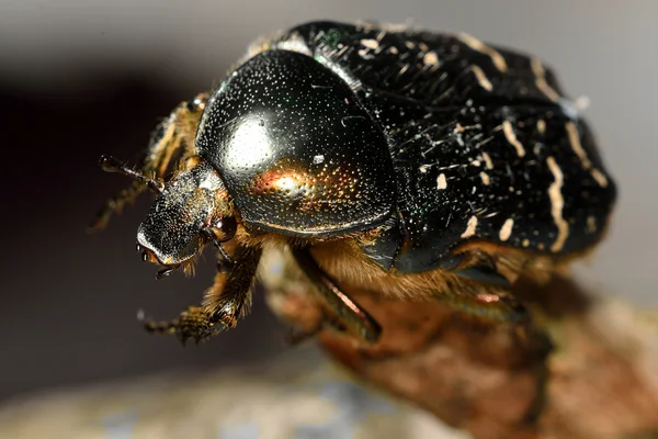 Rose chafer (Cetonia aurata) beetle close-up, with good view of hairs and eye