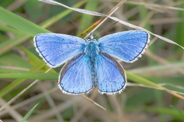 Adonis blue butterfly (Polyommatus bellargus) with wings open — Stock Photo, Image