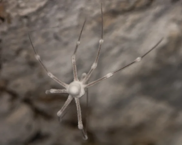 Pavouk sekáč (třesavka velká) mrtvé a pokrytý plísní — Stock fotografie