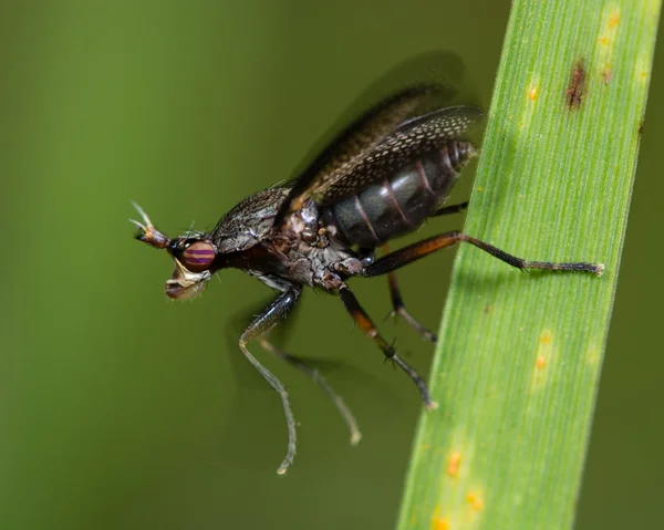 Marsh fly Coremacera marginata at moment of take off — Stock Photo, Image