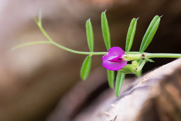 Vikev setá (Vicia sativa) v květu — Stock fotografie
