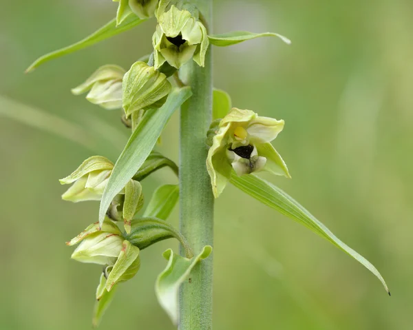 Broad-leaved helleborine (Epipactis helleborine) close up of flowers — Stock Photo, Image