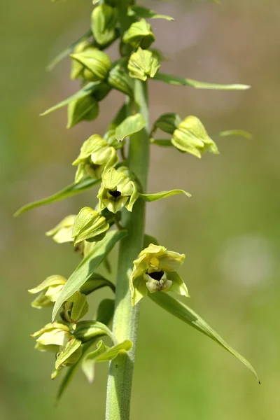 Broad-leaved helleborine (Epipactis helleborine) flower stem — Stock Photo, Image