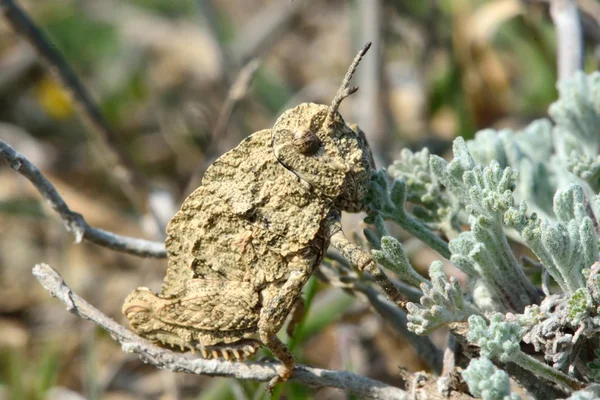 Cryptic grasshopper on low vegetation on Azerbaijani hills — Stock Photo, Image