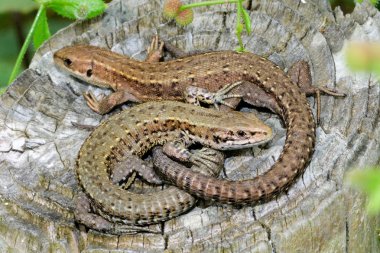 Güneşlenme çift viviparous kertenkele (Zootoca vivipara)