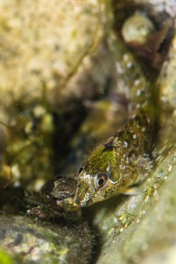 Shanny balık (Lipophrys pholis)