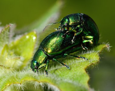 Çiftleşme nane yaprağı böcekleri (Chrysolina herbacea)
