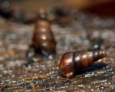 Ağaç salyangoz (Balea perversa)