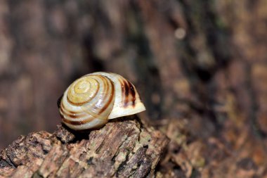 beyaz dudaklı salyangoz (cepaea hortensis)