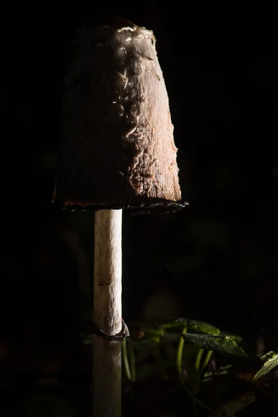 Champignon à tête d'encre (Coprinus cornatus) ) — Photo