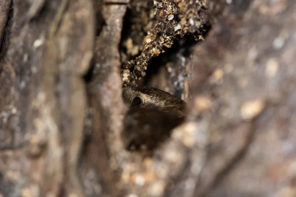 Wren (Troglodytes troglodytes) hřadování — Stock fotografie