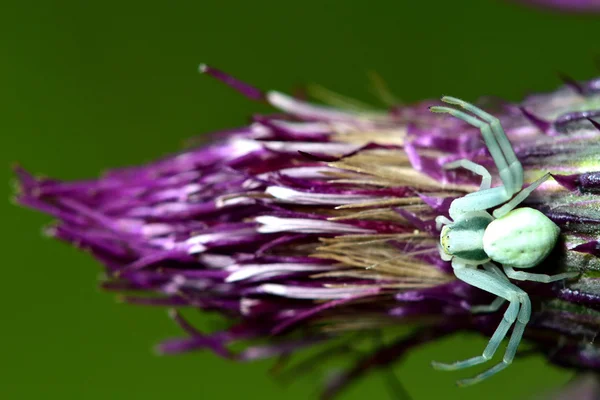 Krab pavoučí (Misumena vatia) na pcháči — Stock fotografie