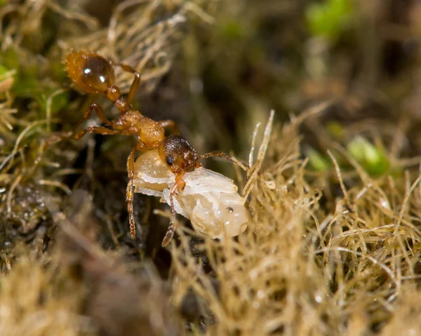 Common red ant (Myrmica rubra) with pupa