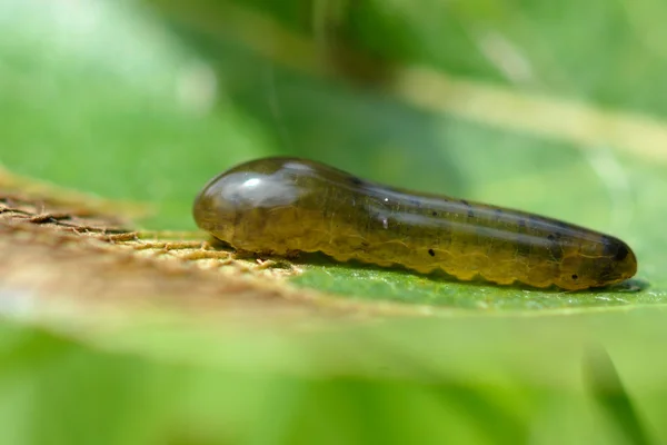 Caterpillar sawfly (Caliroa cerasi) γυμνοσάλιαγκα αχλάδι — Φωτογραφία Αρχείου