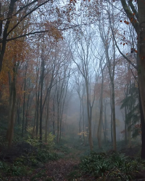 Bosco di faggio nebbioso — Foto Stock