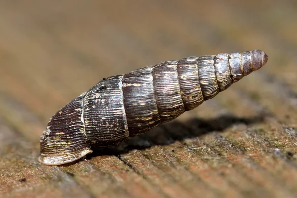 Δύο οδοντωτοί πόρτα σαλιγκάρι (Clausilia bidentata) — Φωτογραφία Αρχείου