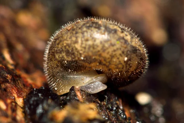 Caracol peludo (Trochulus hispidus ) — Fotografia de Stock