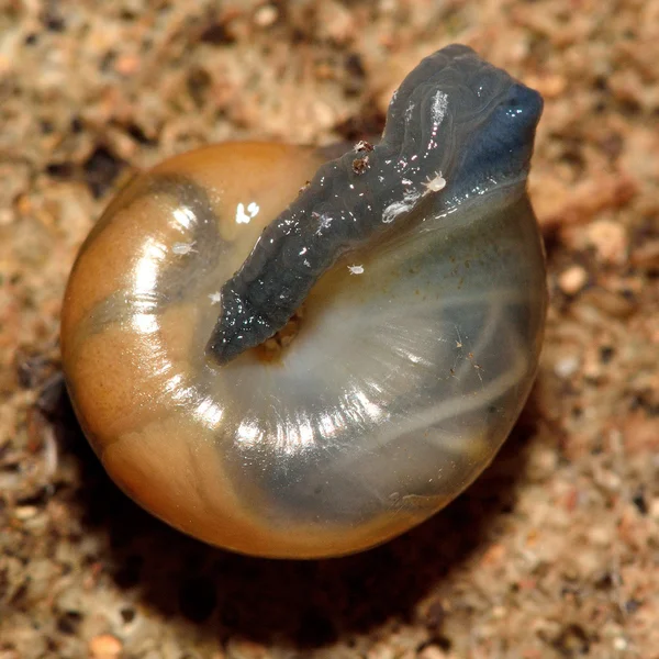Ácaros (Riccardoella limacum) sobre caracol de alho (Oxychilus alliarius ) — Fotografia de Stock