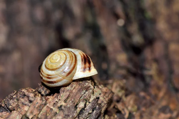 흰 입술 달팽이 (cepaea hortensis)) — 스톡 사진