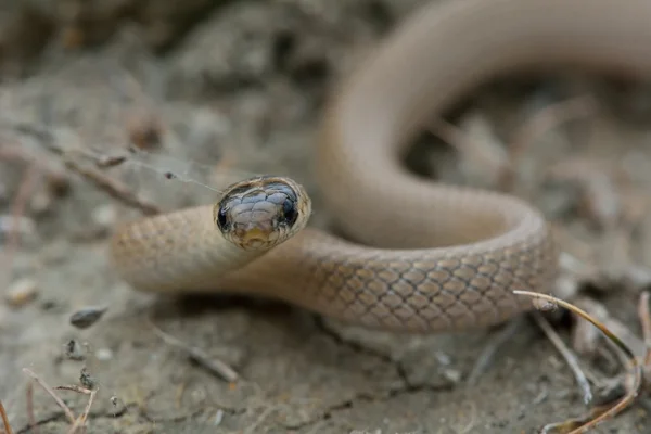 Serpent nain à collier (Eirenis collaris) ) — Photo