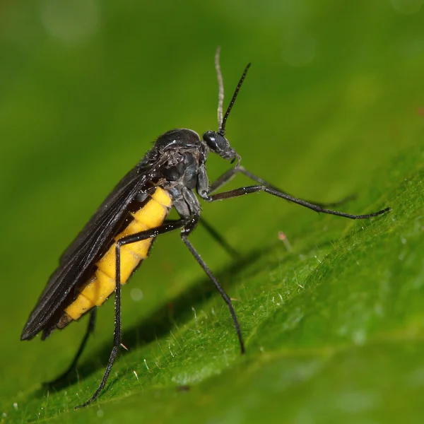 Sciara hemerobioides volar Imagen De Stock