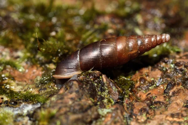 Plecione drzwi ślimak (Cochlodina laminata) Obraz Stockowy