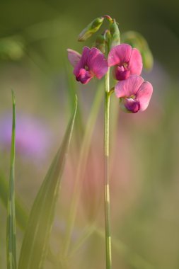 Dar yapraklı sonsuz bezelye (Lathyrus sylvestris) çiçek
