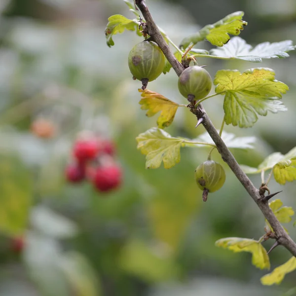 Groselha espinhosa (Ribes uva-crispa) crescendo selvagem — Fotografia de Stock