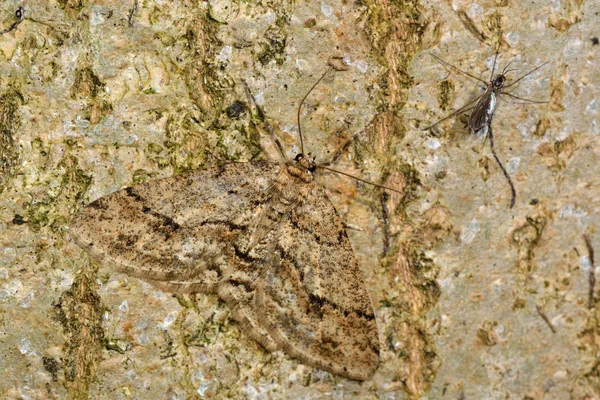 Grailat (Ectropis crepuscularia) camuflat în repaus pe scoarță — Fotografie, imagine de stoc