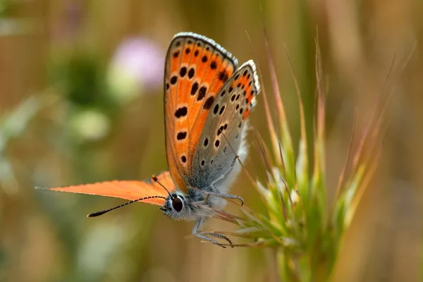 Turkish firey copper butterfly (Lycaena ochimus) with underwing visible — Stock Photo, Image