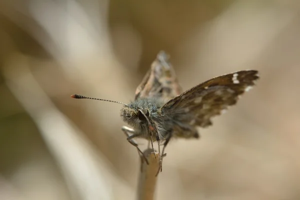 Джинси пропускаючі метелики (ерінніс теги) натягнуті на кінці стебла трави — стокове фото