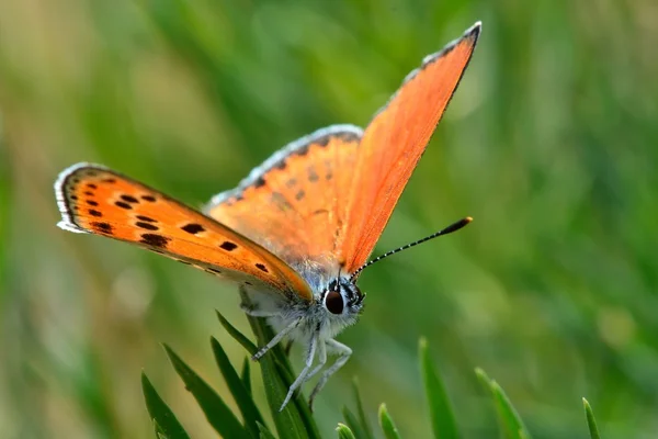 Turkish firey copper butterfly (Lycaena ochimus) — Stock Photo, Image