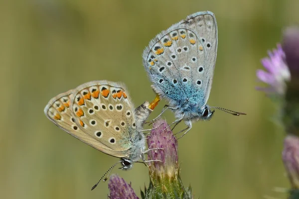 Common blue (Polyommatus icarus) mating with clear view of genitalia — Stock Photo, Image