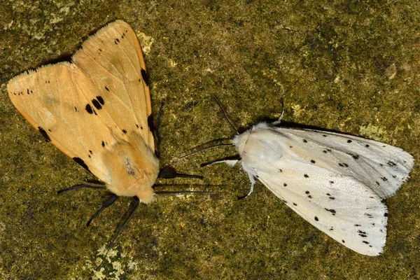 Buff ermina (Spilosoma luteum) e ermina branca (Spilosoma lubricipeda ) — Fotografia de Stock