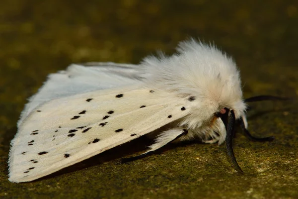 흰 족제비 나 방 (Spilosoma lubricipeda) — 스톡 사진