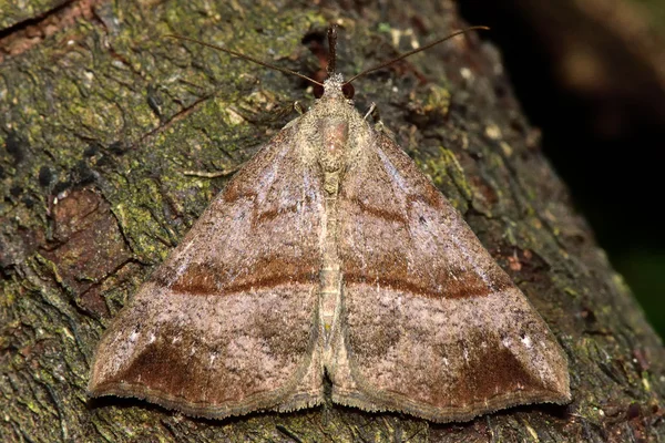Čenich moth (Hypena proboscidalis) — Stock fotografie
