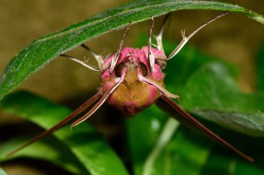 Fil Şahin-güve (Deilephila elpenor) baş aşağı üzerindeki yaprak