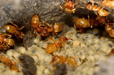 Larva eğilimi sarı çayır karıncalar (Lasius flavus)
